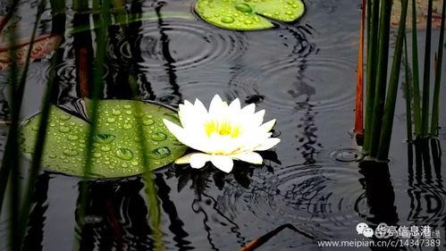 雨中漫步吃瓜,一场别开生面的夏日盛宴