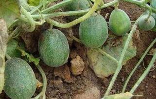 网友们吃瓜,揭秘娱乐圈最新热点事件