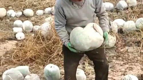 但你吃大瓜视频,揭秘“吃大瓜”视频背后的娱乐狂欢