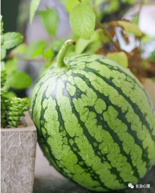 吃瓜小陈,揭秘娱乐圈那些不为人知的幕后故事