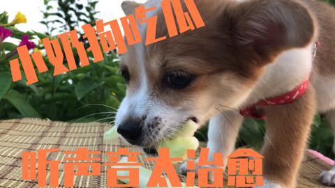 主人喂狗吃瓜视频,主人喂狗吃瓜温馨瞬间