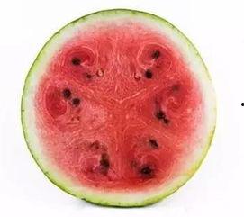 吃瓜科学,趣味与知识的交汇点