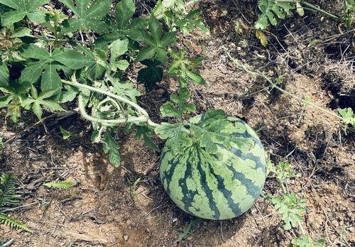 丰丰丰吃瓜,揭秘娱乐圈幕后故事