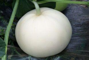 溃疡可以吃梨瓜,梨瓜助力康复之旅